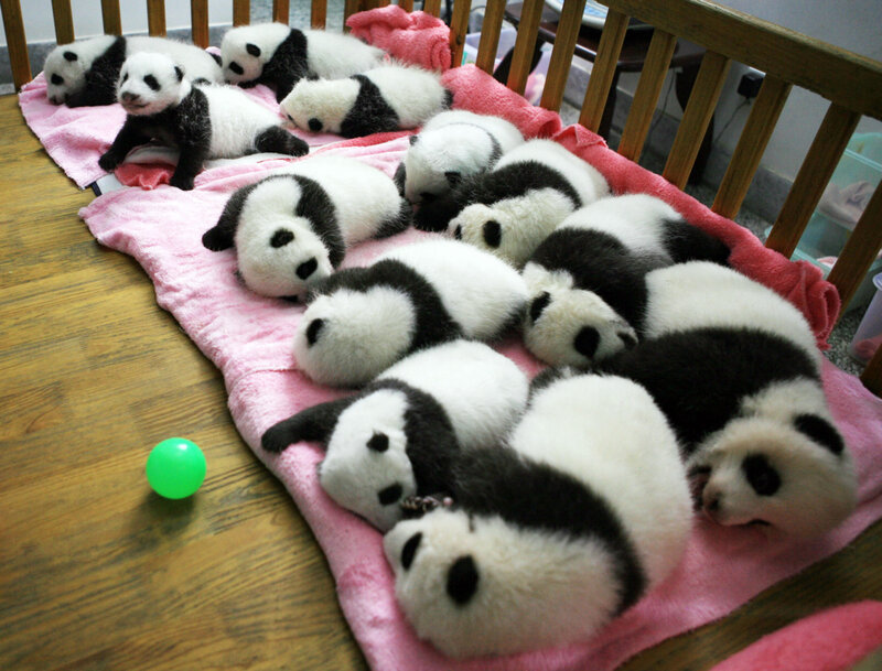 Panda Cubs on Blanket