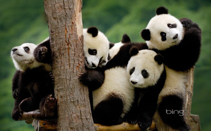 Panda Cubs on Tree — Black, Playful