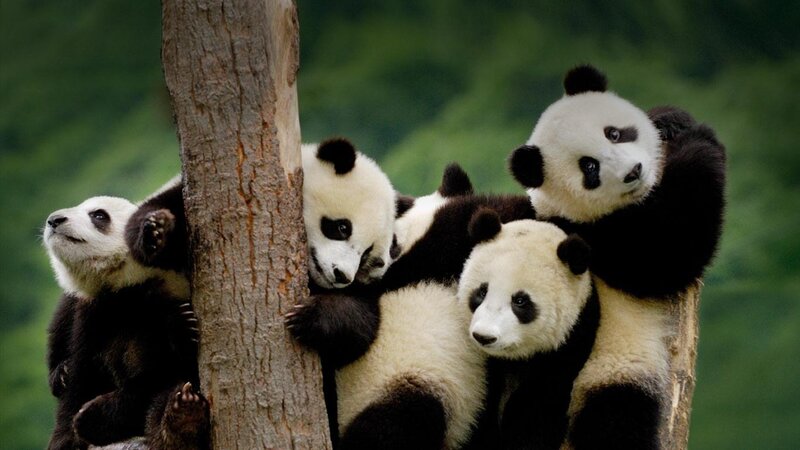 Panda Cubs on Tree — Green