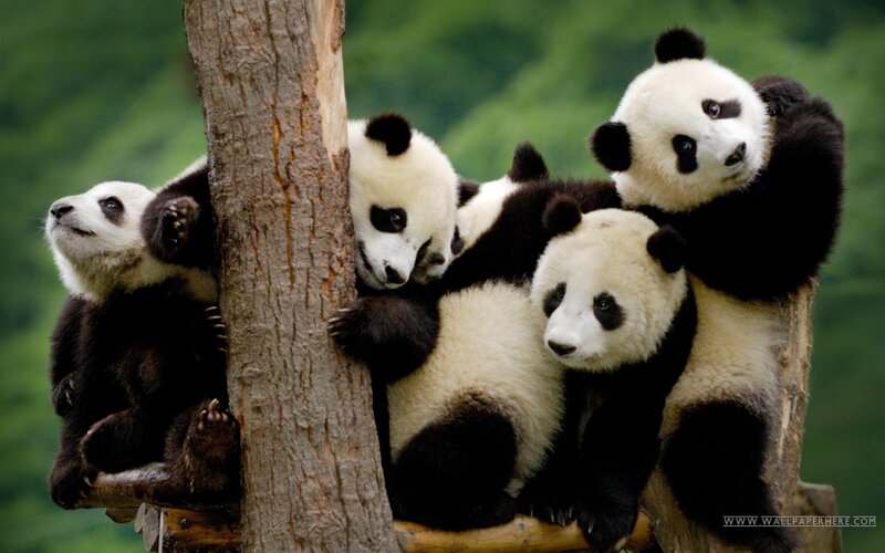 Panda Cubs on Tree