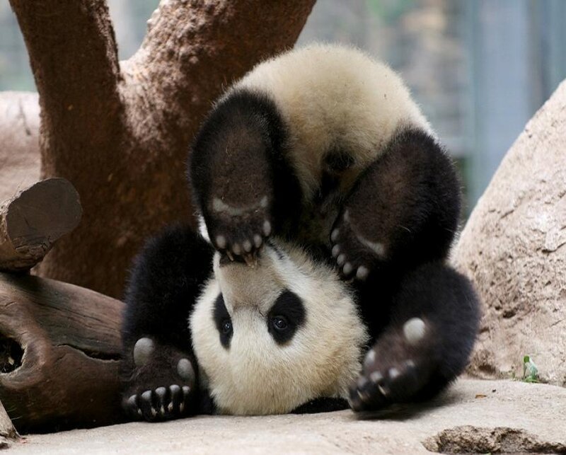 Panda cubs playing