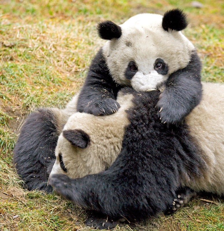 Panda cubs playing together