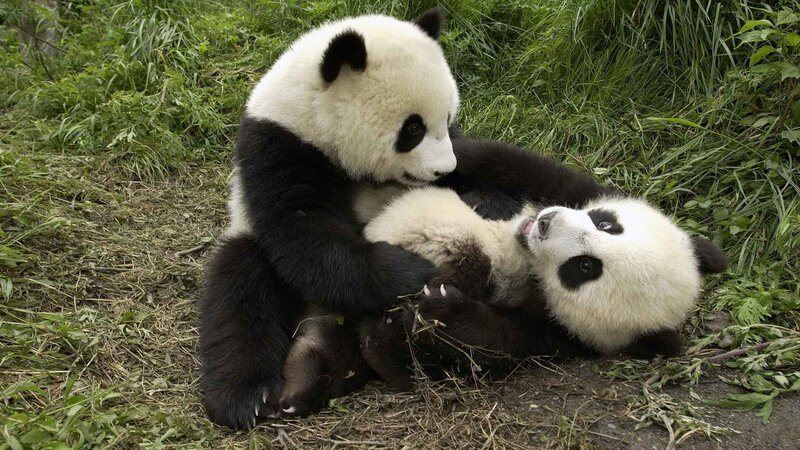 Panda cubs playing together