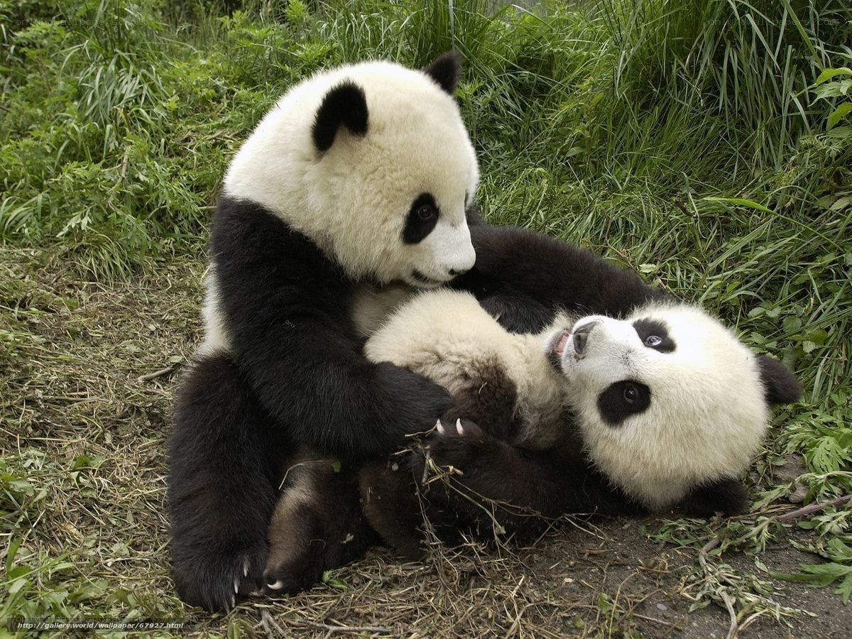 Panda cubs playing together