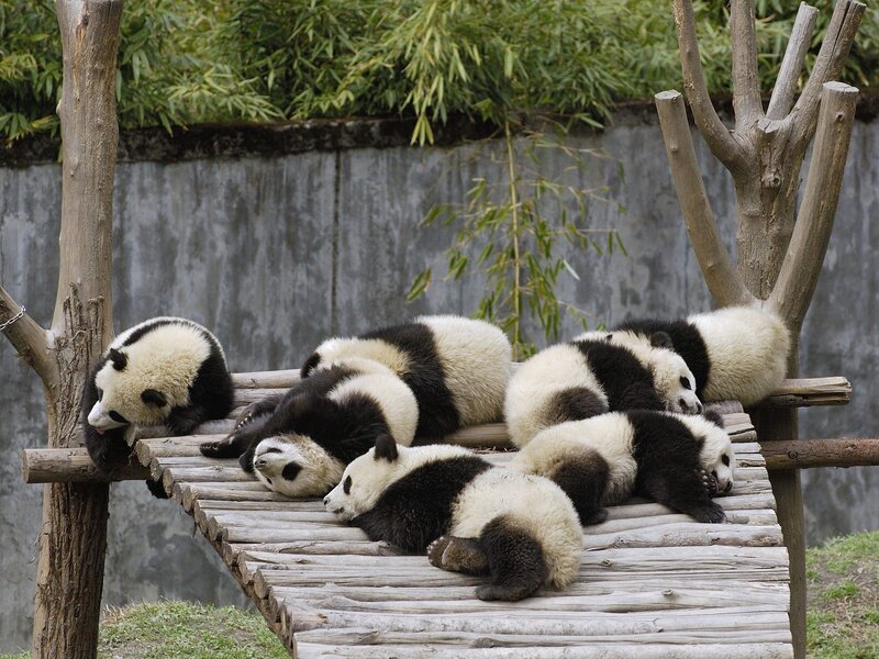 Panda cubs resting on platform