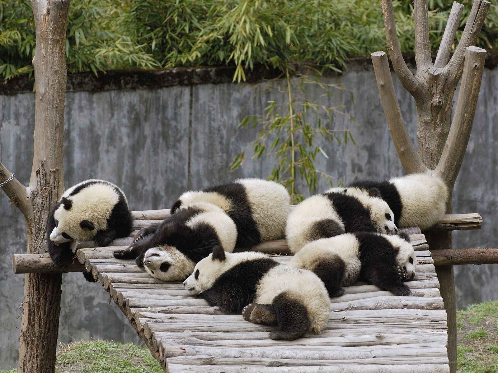 Panda cubs resting on platform