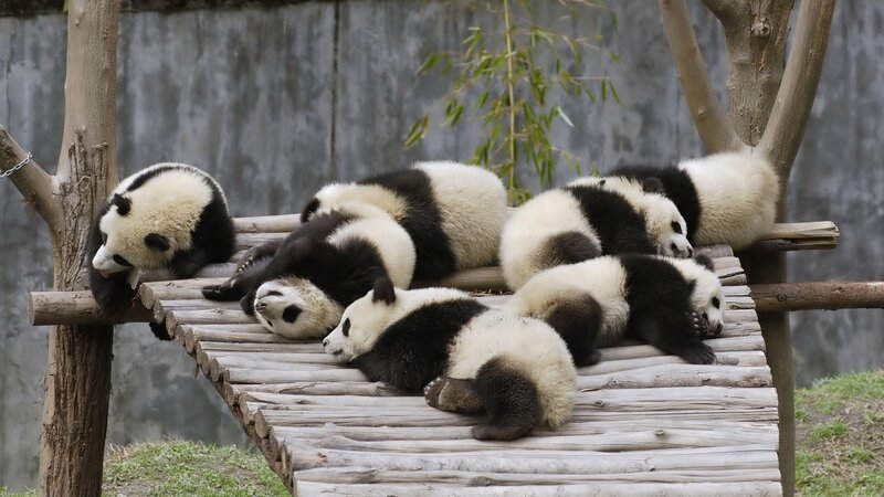 Panda cubs resting on platform