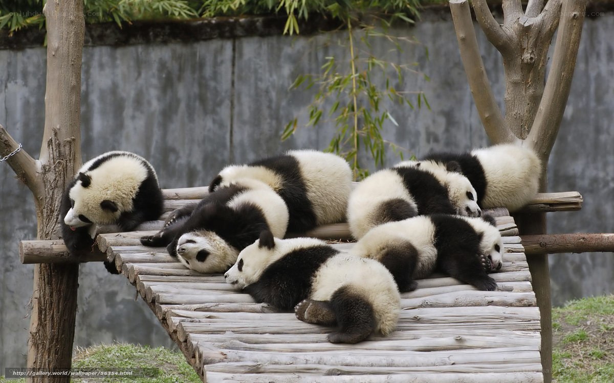 Panda cubs resting on platform