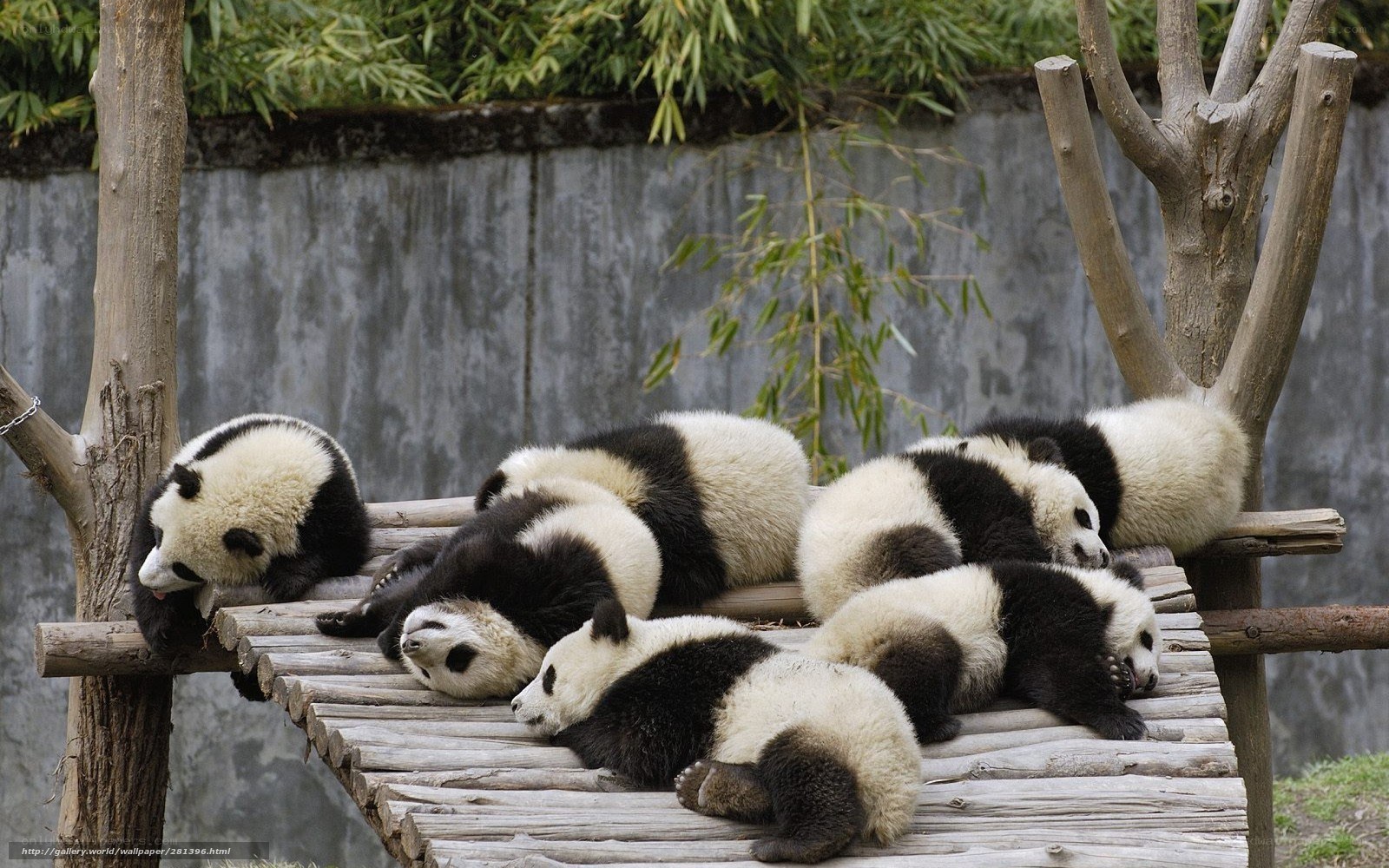 Panda cubs resting together