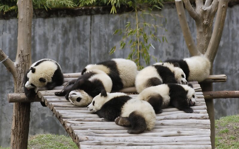 Panda cubs resting together