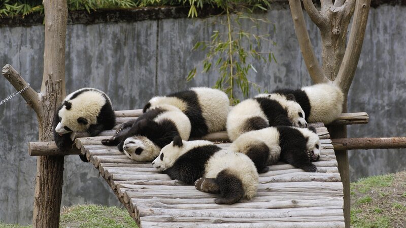 Panda Cubs Sleeping — Black, Peaceful, Afternoon, Photograph