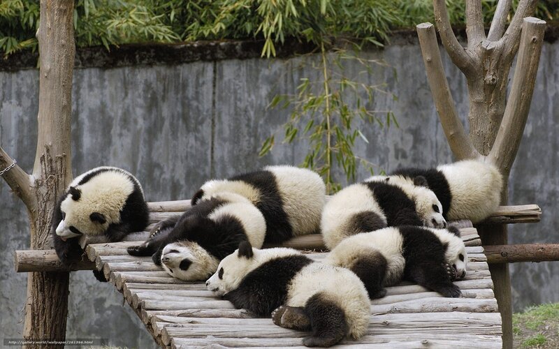 Panda Cubs Sleeping