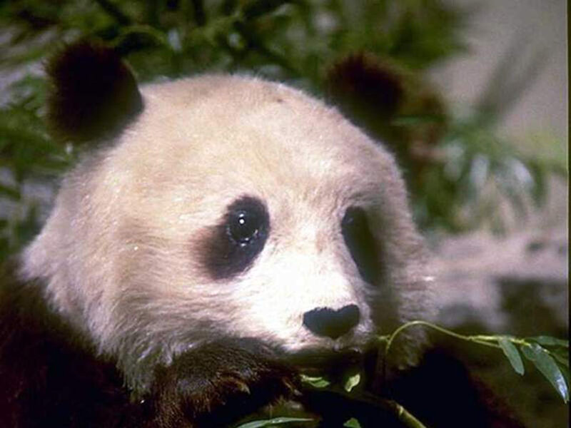 Panda eating bamboo