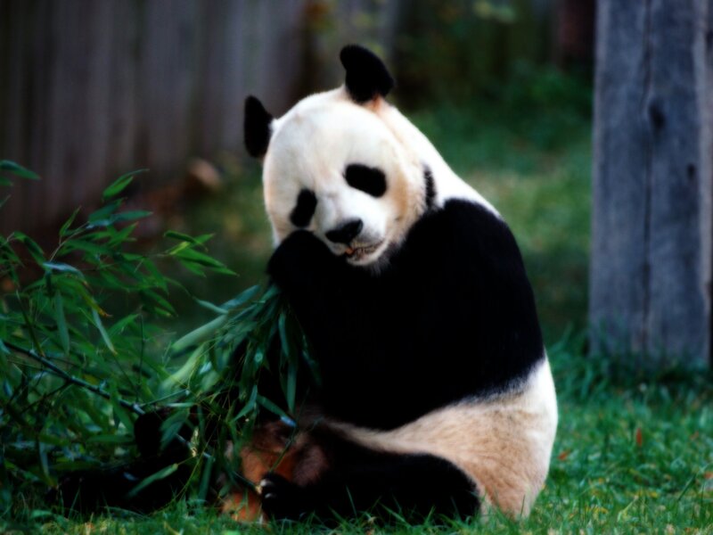 Panda eating bamboo