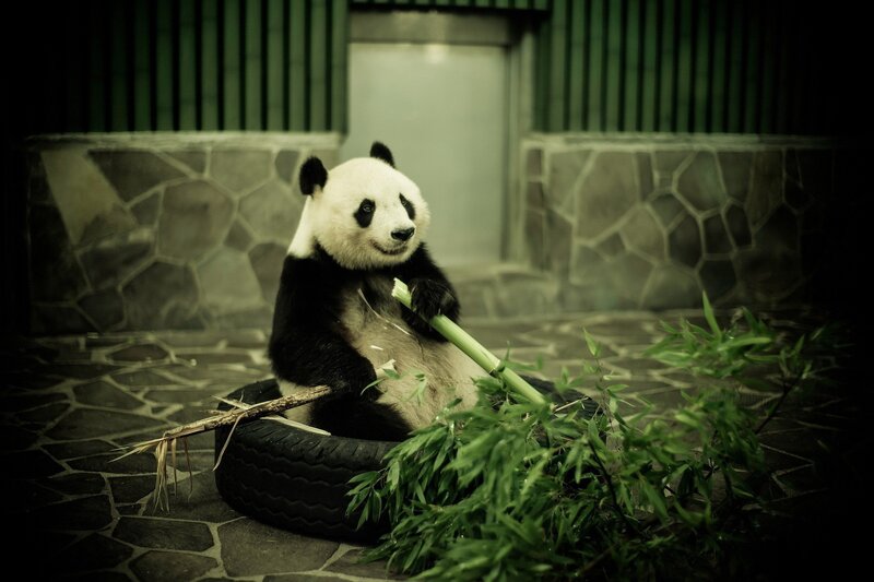 Panda Eating Bamboo — Green, Calm, Photograph