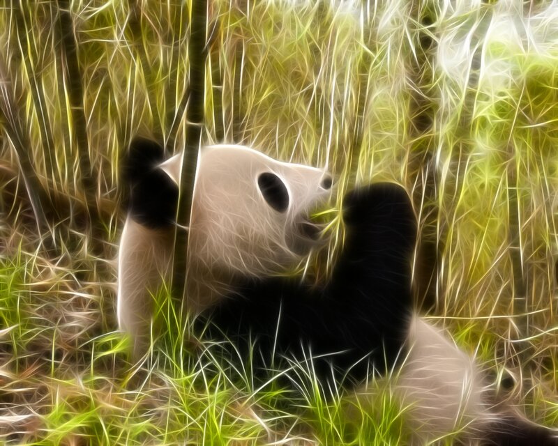 Panda Eating Bamboo — Green, Calm