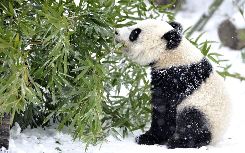 Panda Eating Bamboo — Green
