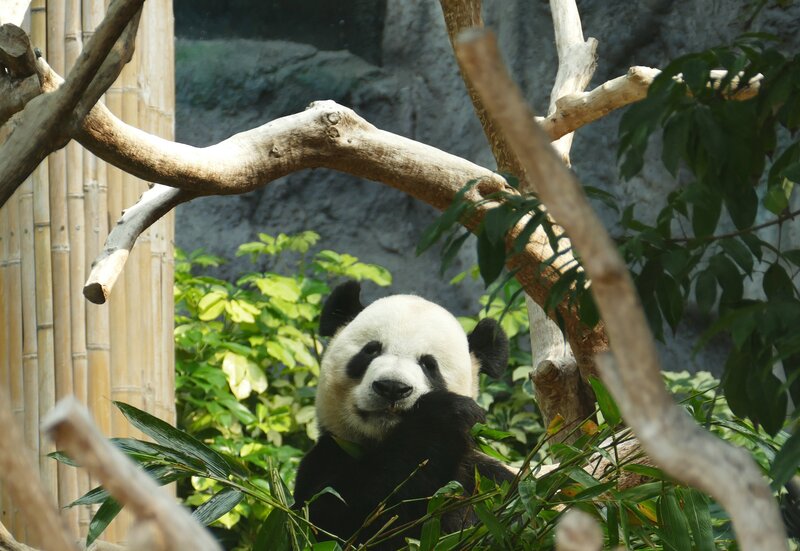 Panda eating bamboo in enclosure