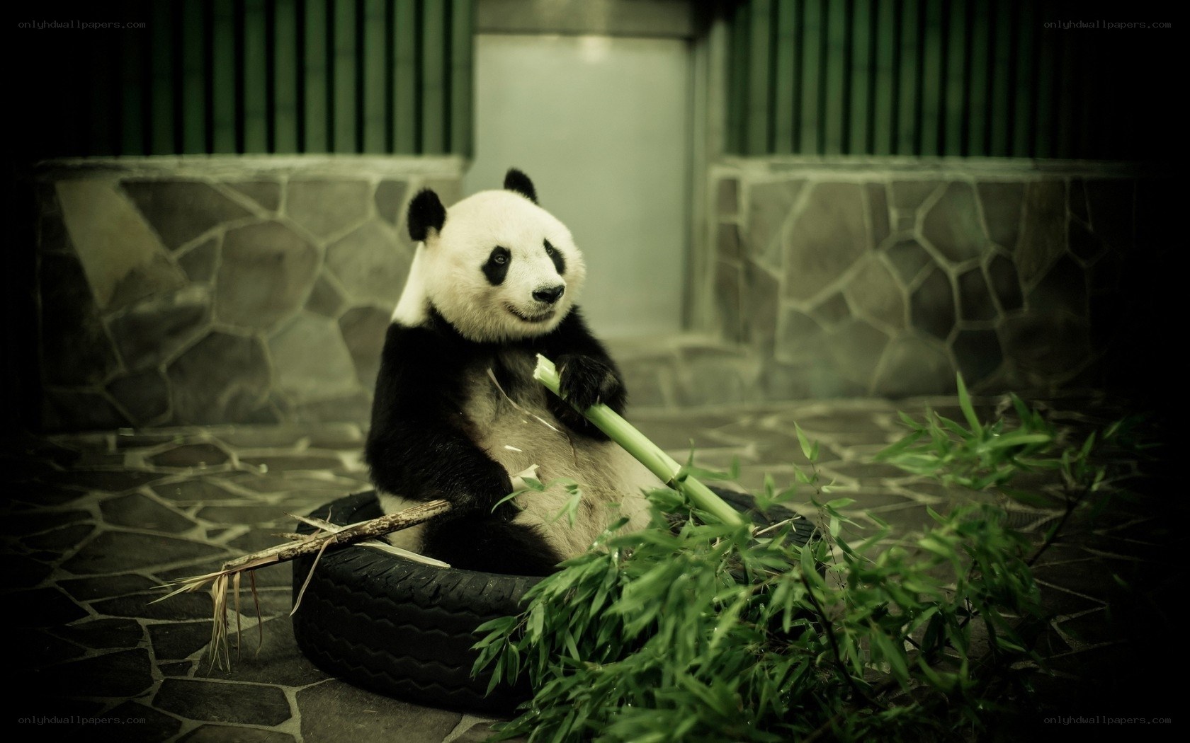 Panda eating bamboo in enclosure