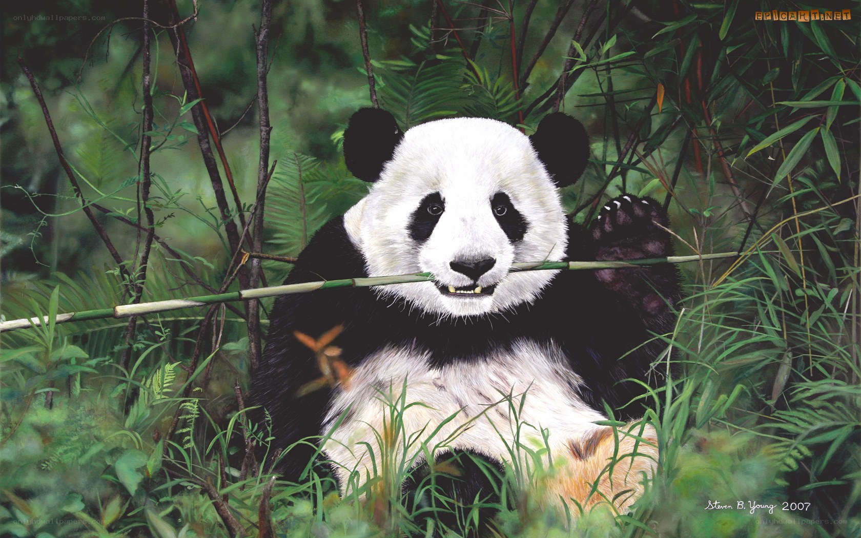 Panda eating bamboo in forest
