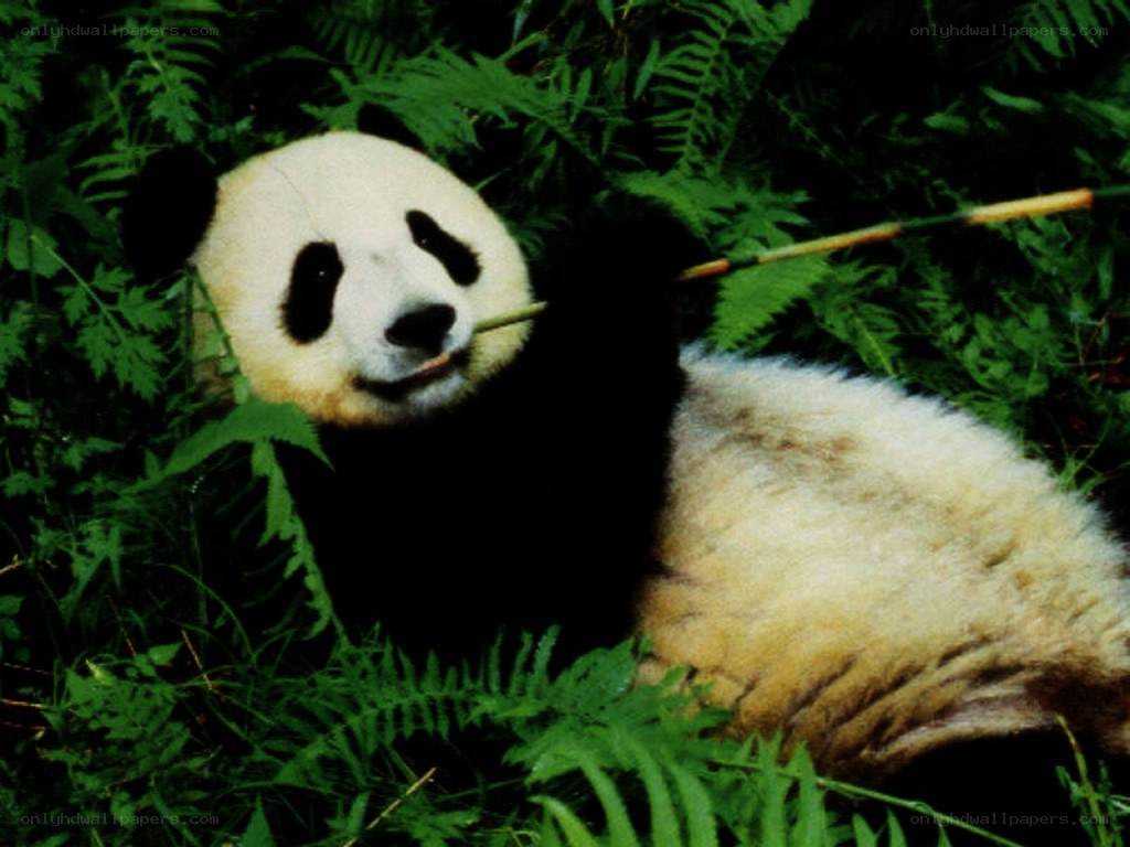 Panda eating bamboo in forest
