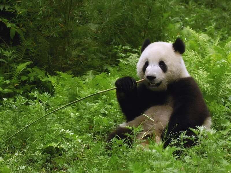 Panda eating bamboo in forest
