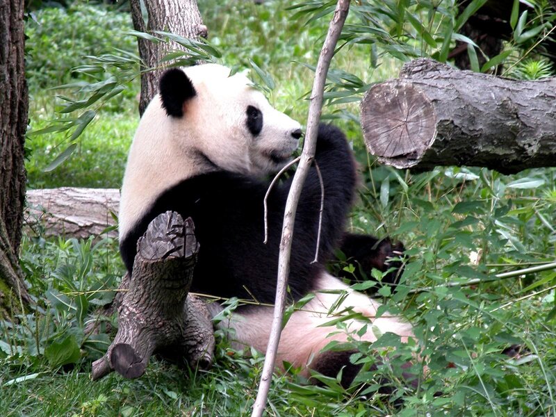 Panda eating bamboo in forest