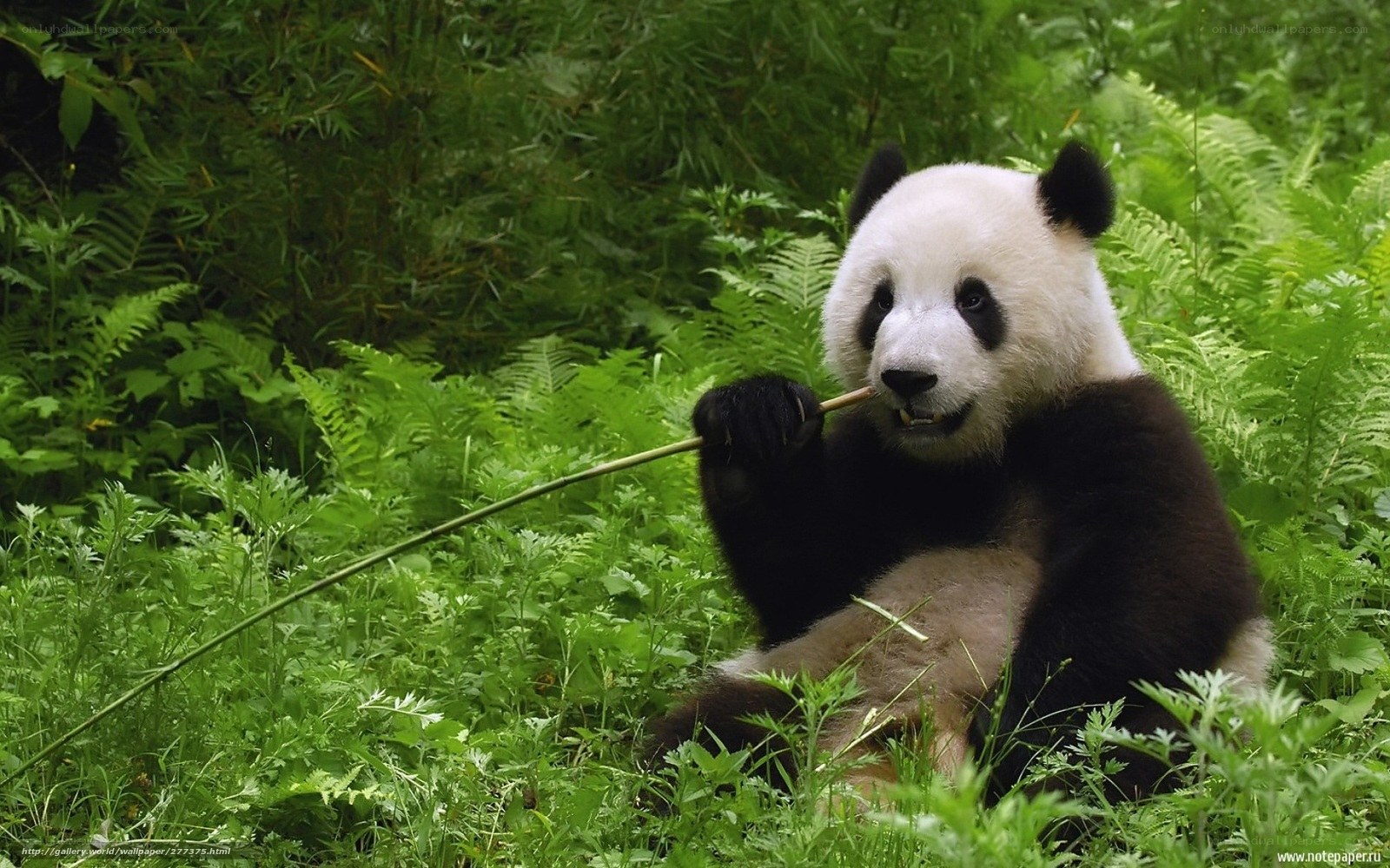 Panda eating bamboo in forest