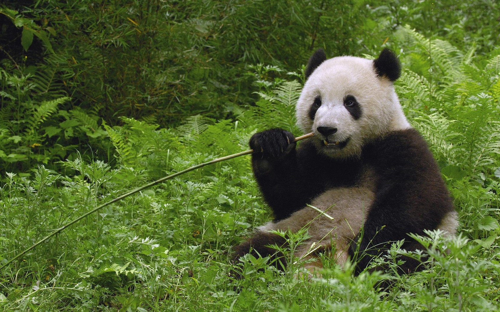 Panda eating bamboo in forest