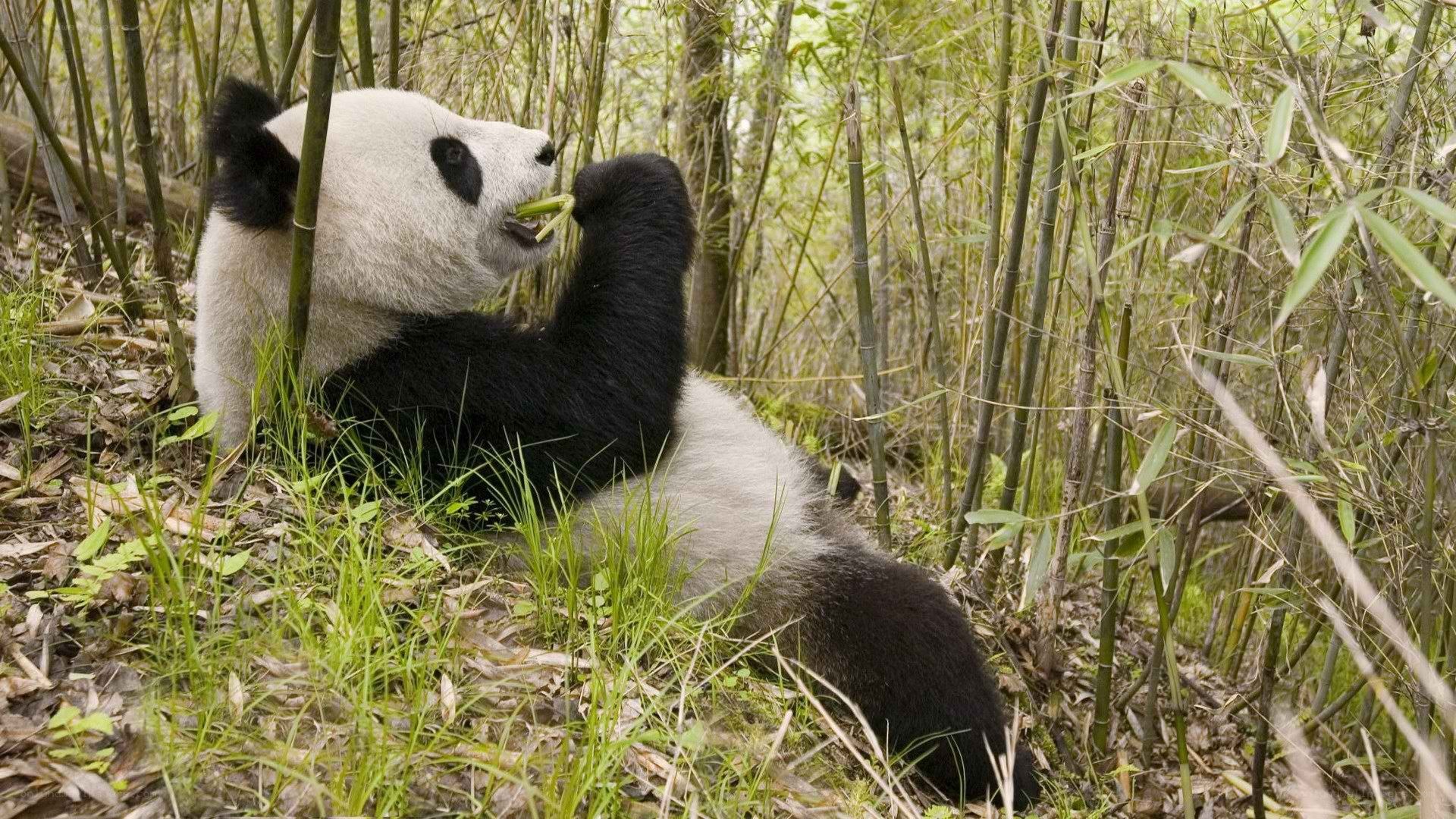 Panda eating bamboo in forest