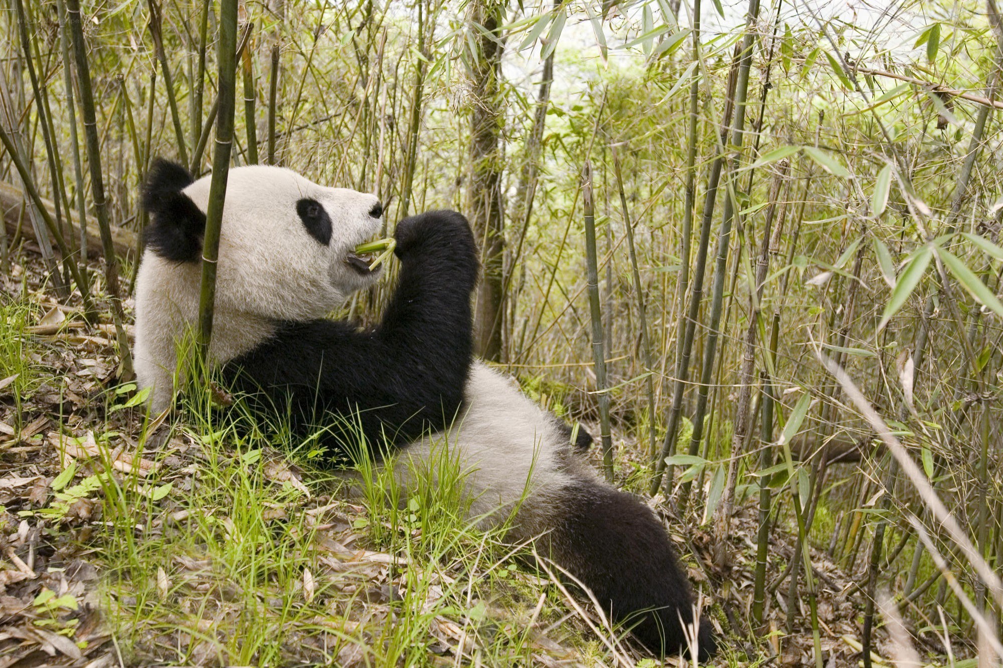 Panda eating bamboo in forest