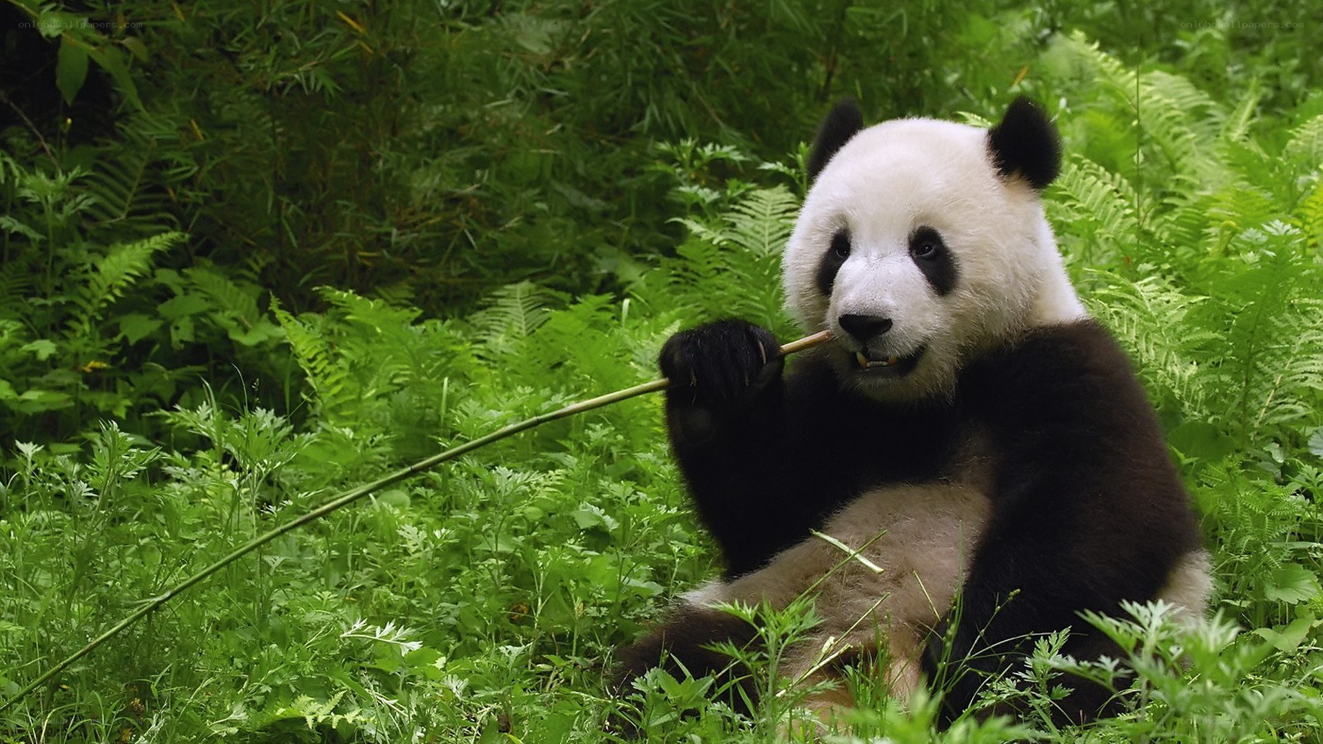 Panda eating bamboo in forest