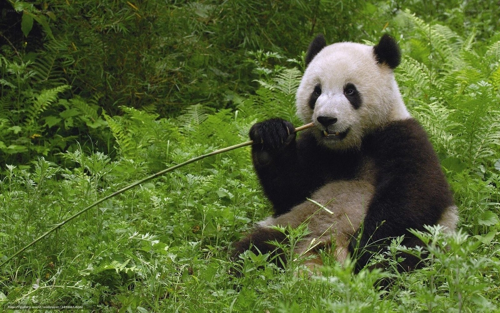 Panda eating bamboo in forest