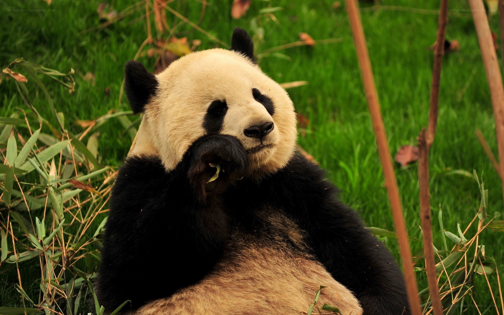 Panda eating bamboo in grass