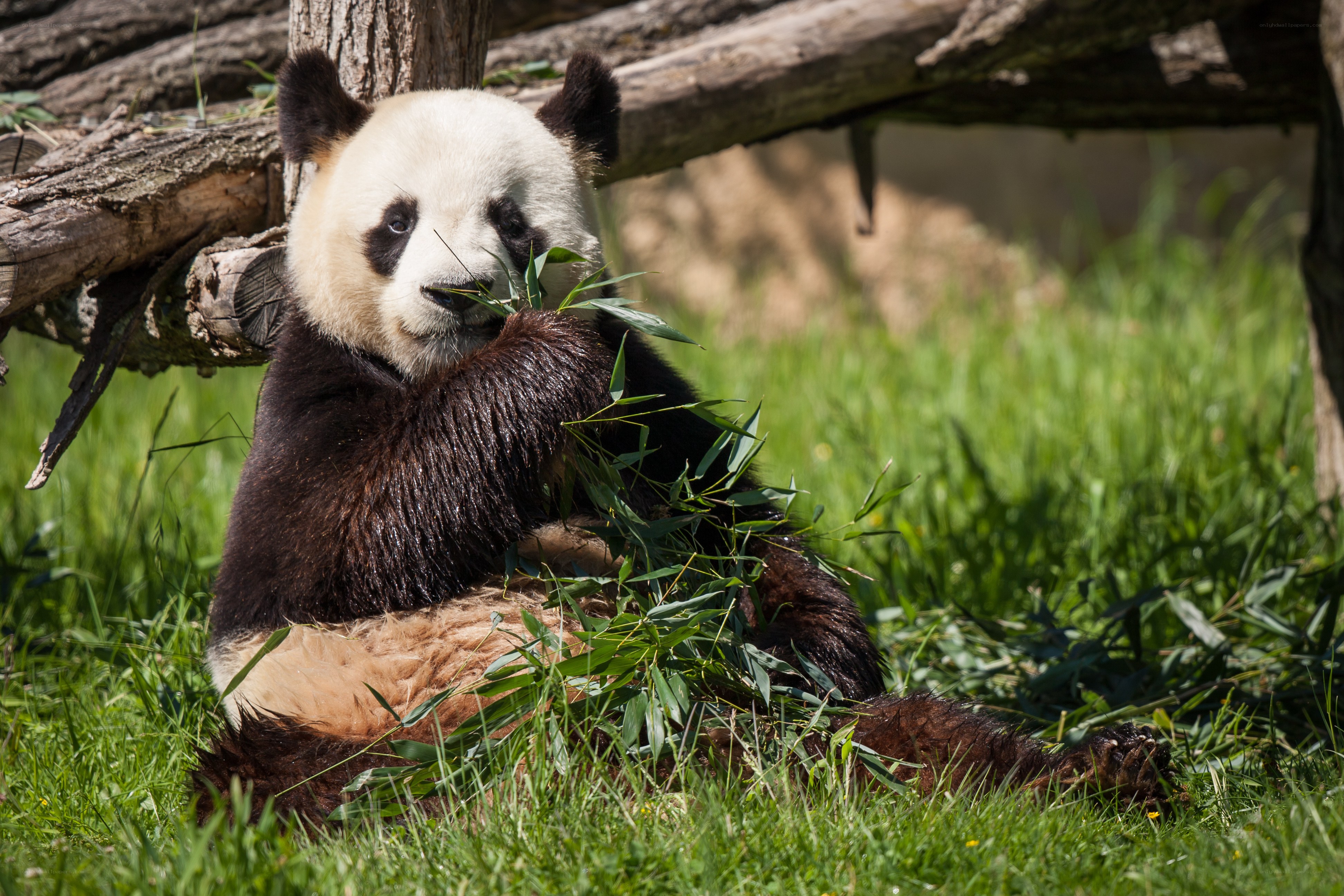 Panda eating bamboo in grass