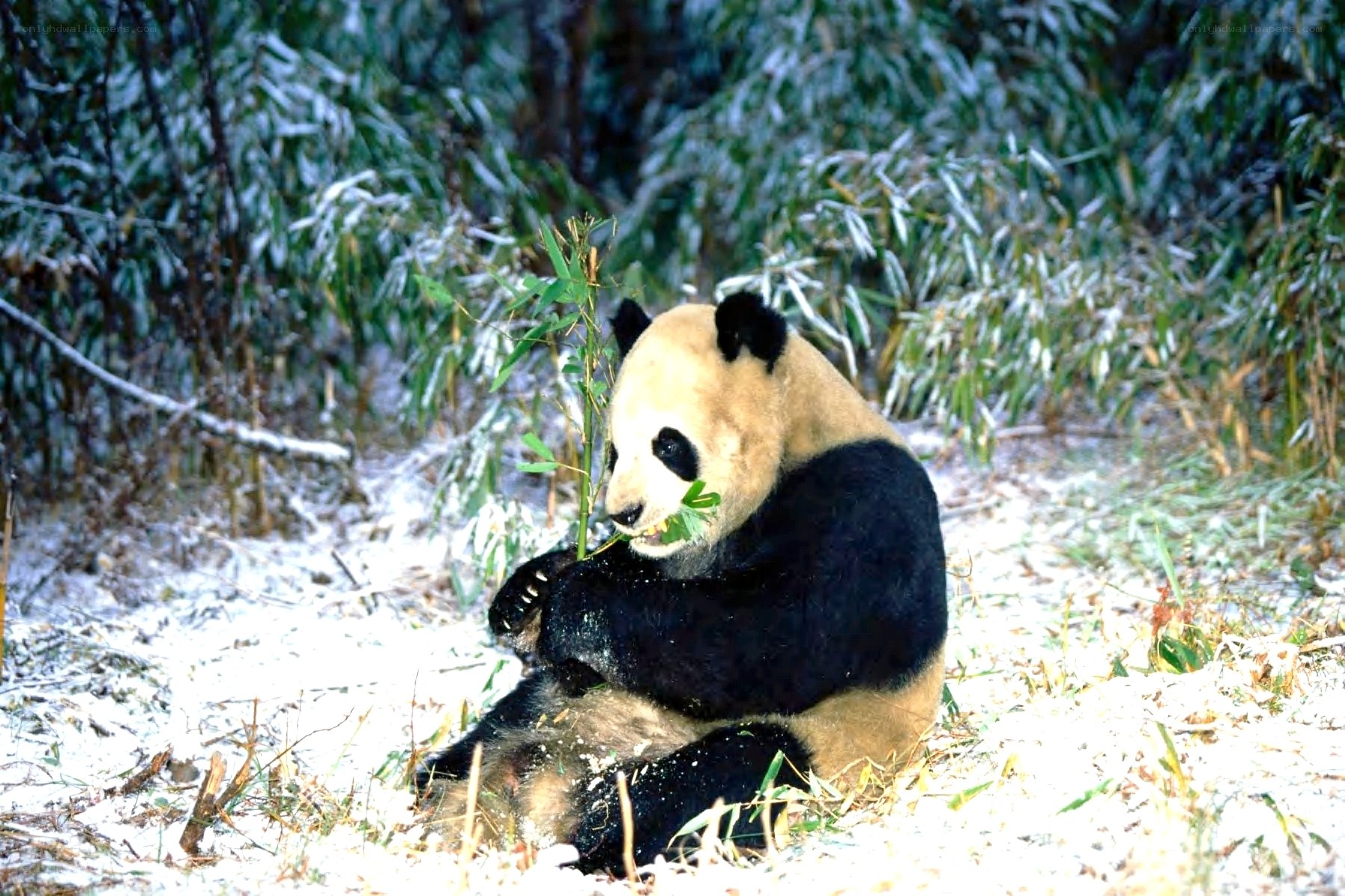 Panda eating bamboo in snow