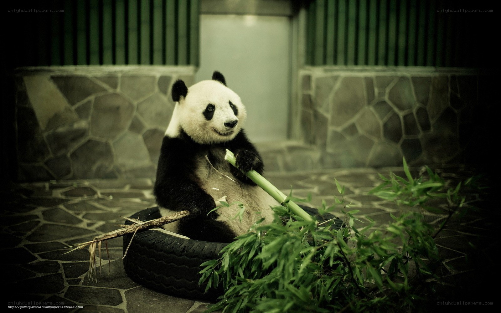 Panda eating bamboo in tire