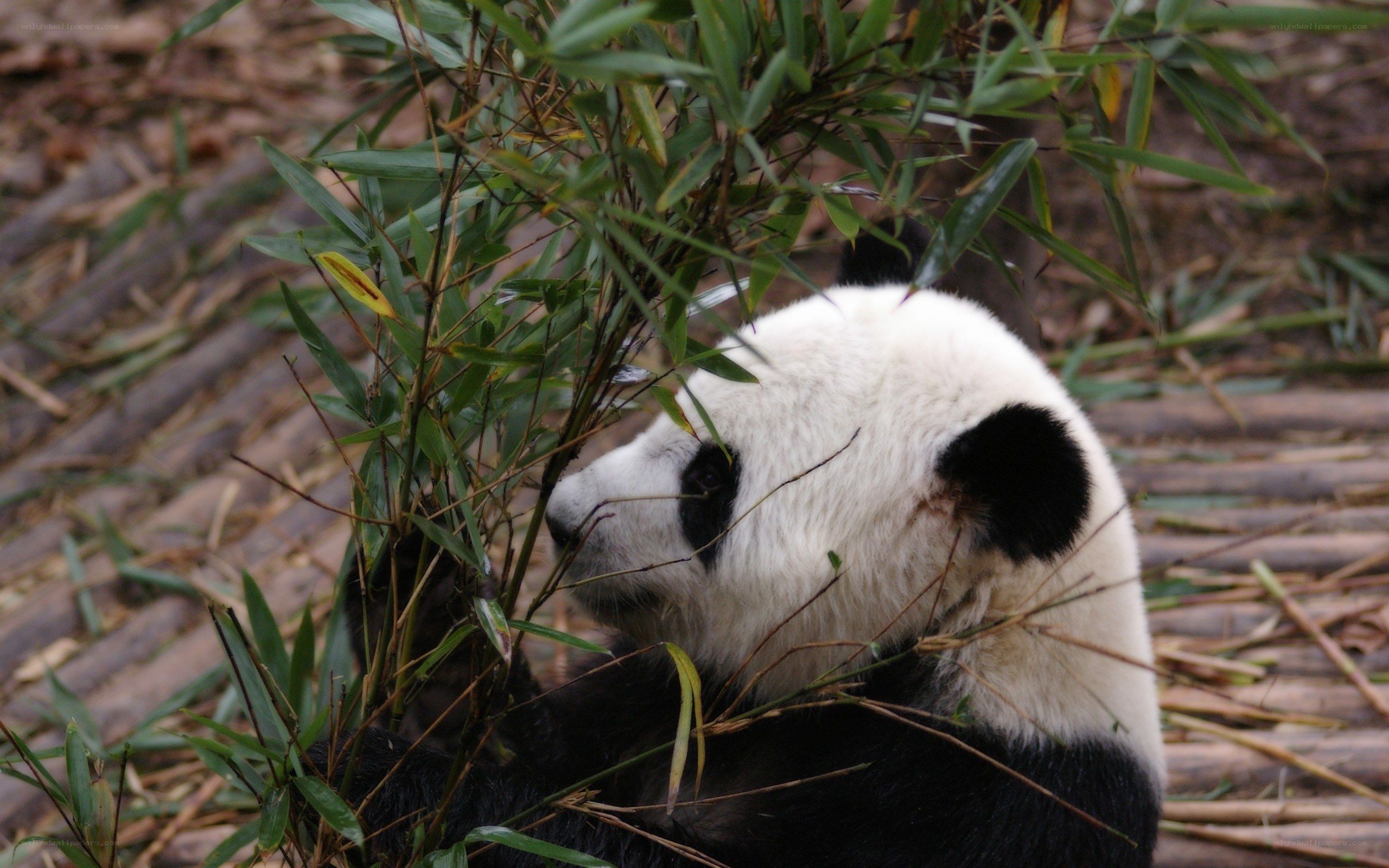 Panda eating bamboo leaves