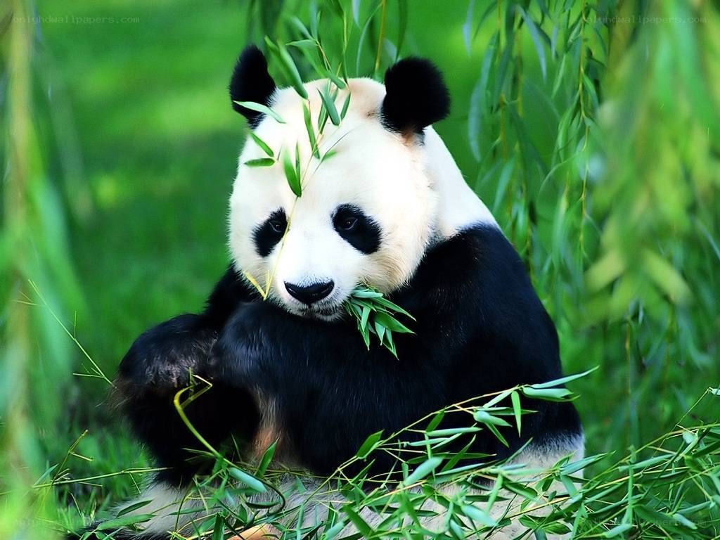 Panda eating bamboo leaves