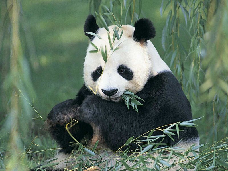 Panda eating bamboo leaves