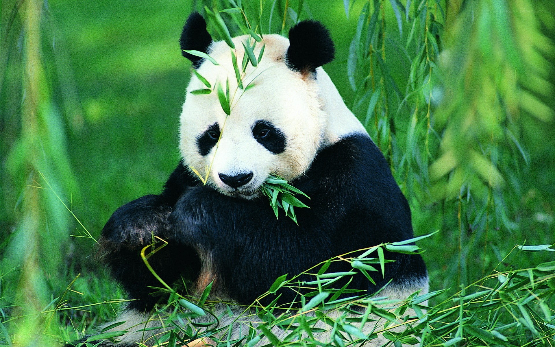 Panda eating bamboo leaves