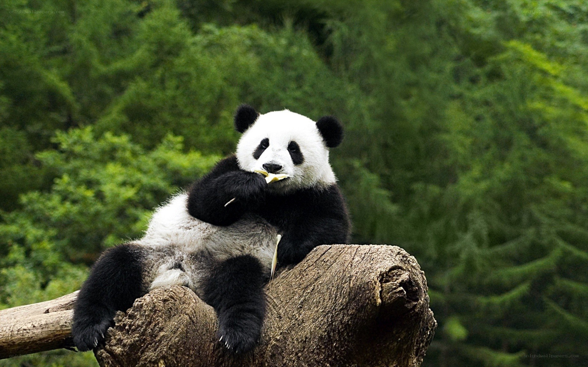 Panda eating bamboo on a log