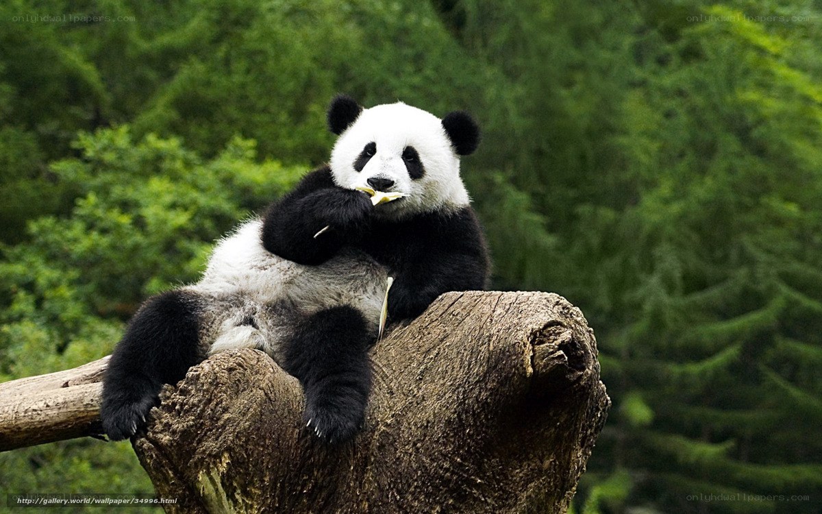 Panda eating bamboo on log