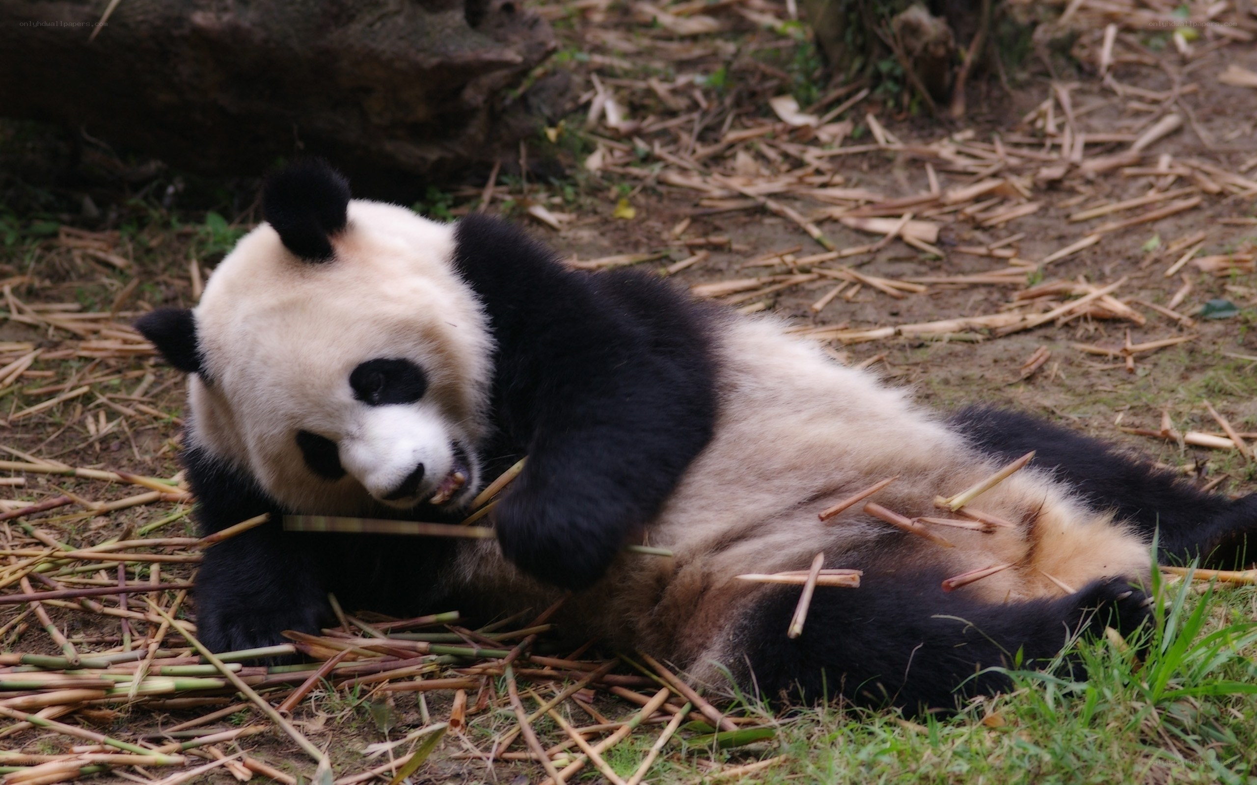 Panda eating bamboo