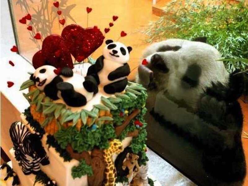 Panda Eating Cake
