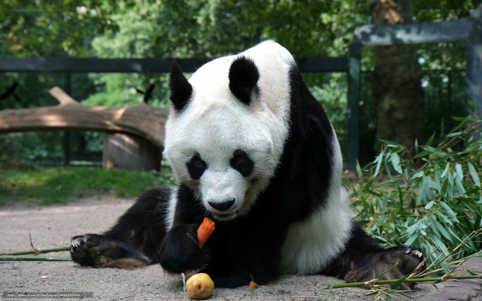 Panda eating carrot and fruit