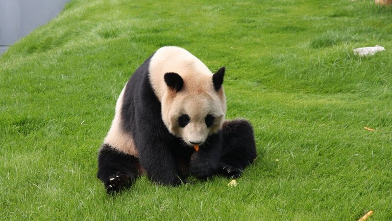 Panda eating on grass