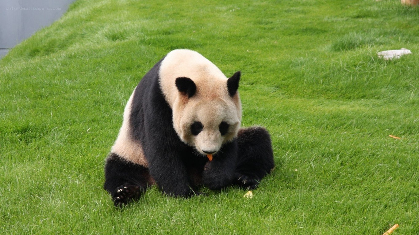 Panda eating on grass