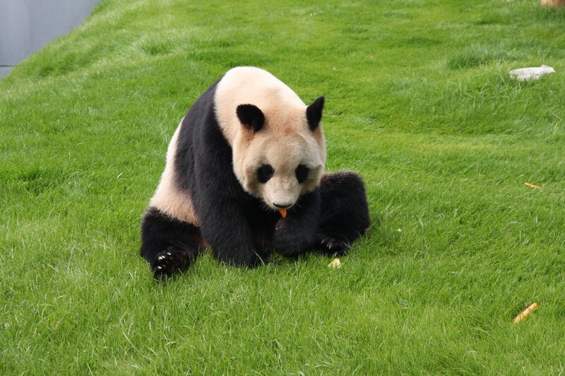 Panda eating on grass