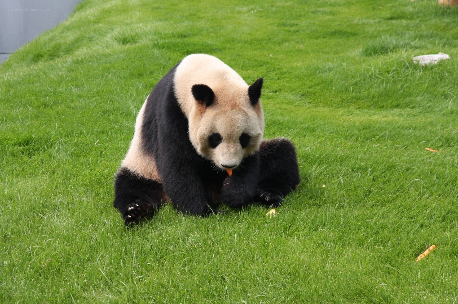 Panda eating on grass